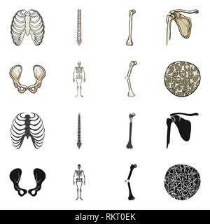 rib,spine,femur,hip,musculoskeletal,fracture,osteoporosis,cage,chiropractic,broken,pelvis,joint,scientific,pain,cell,xray,backbone,fibula,skeletal,bias,tissue,body,spinal,shin,pelvic,surgery,system,injury,connective,tibia,healthy,medicine,clinic,biology,medical,bone,skeleton,anatomy,human,organs,set,vector,icon,illustration,isolated,collection,design,element,graphic,sign Vector Vectors , Stock Vector