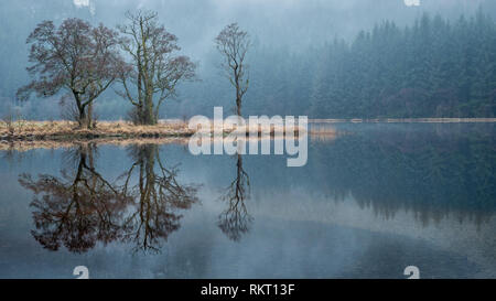 Reflections of three trees in the calm waters of Loch Chon in the Scottish Highlands Stock Photo