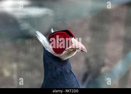 Blue eared pheasant head. Portrait of Crossoptilon auritum colorful bird Stock Photo