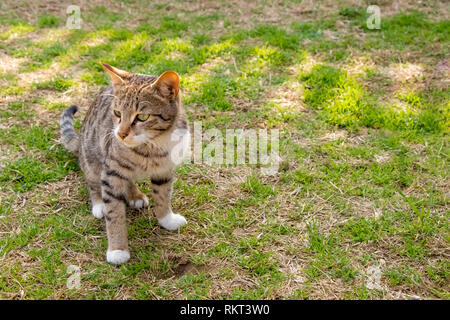 Cat Kitten sitting on grassland under shadow on bright sunny day