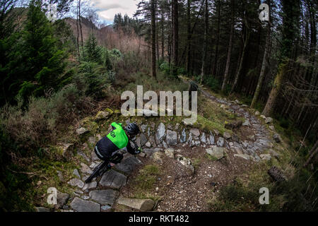 A man rides a mountain bike on a rocky trail at Coed-y-Brenin trail centre in North Wales. Stock Photo