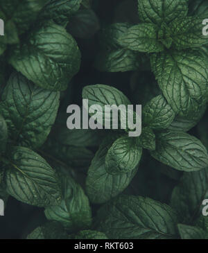 Green mint leaves pattern layout design. Ecology natural creative concept. Top view nature background with spearmint herbs. Stock Photo