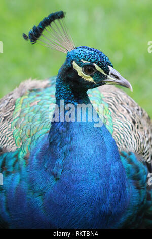 Indian peafowl or blue peafowl (Pavo cristatus) male Stock Photo
