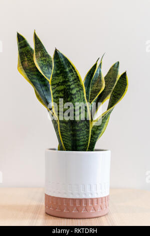 Mother in laws tongue plant in pot against white wall Stock Photo