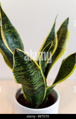 Mother in laws tongue plant in pot against white wall Stock Photo