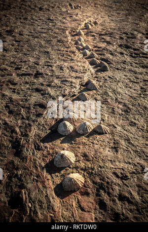 Sea Shells on rocks by the Coast. Stock Photo