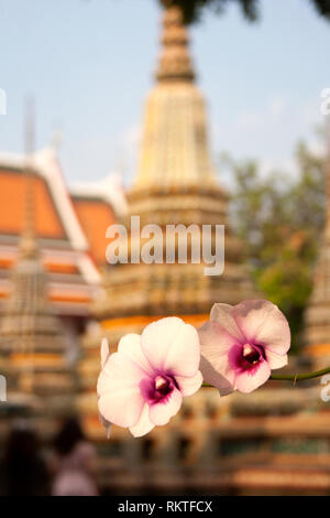 Blooming orchid flowers in front of Phra Chedi Rai building silhouette within Wat Pho temple complex in Bangkok, Thailand Stock Photo