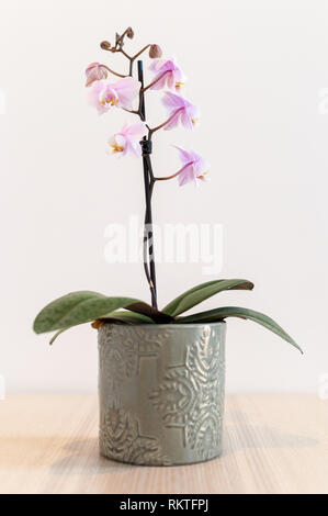 Pink orchid plant in grey pot against white wall Stock Photo