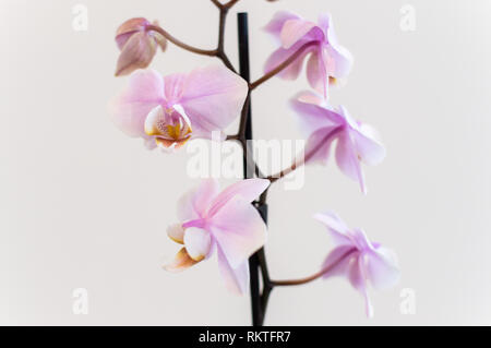 Pink orchid plant against white wall Stock Photo