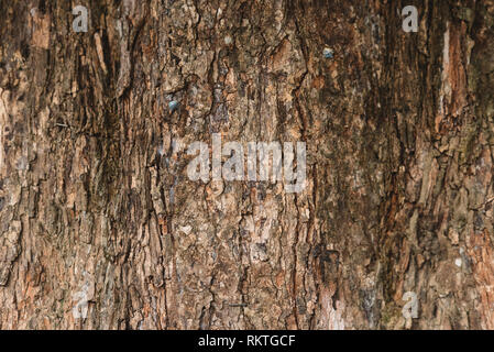 full frame image of a old and aged tree bark for background. horizontal orientation Stock Photo