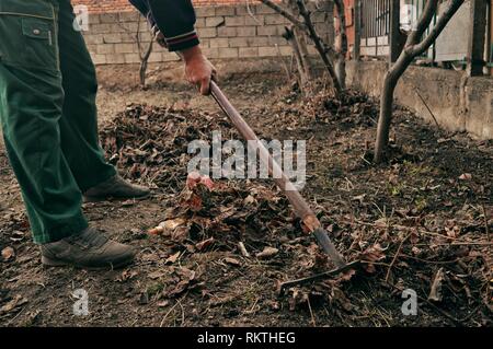 A person raking old fallen leaves with a rake in the backyard Stock Photo