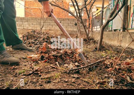 A person raking old fallen leaves with a rake in the backyard Stock Photo