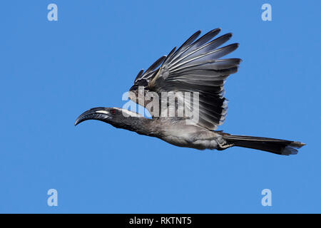 African grey hornbill in flight with blue skies in the background Stock Photo