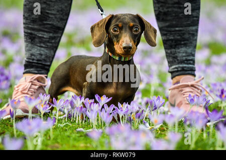 Mary the two-year-old dachshund takes her walk among purple crocuses in Royal Victoria Park, Bath, where mild weather has caused an early bloom of the traditional Spring flower. Stock Photo