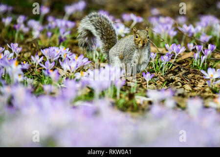 A squirrel forages among purple crocuses in Royal Victoria Park, Bath, where mild weather has caused an early bloom of the traditional Spring flower. Stock Photo