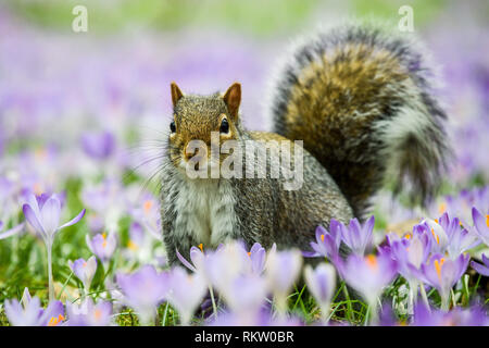 A squirrel forages among purple crocuses in Royal Victoria Park, Bath, where mild weather has caused an early bloom of the traditional Spring flower. Stock Photo