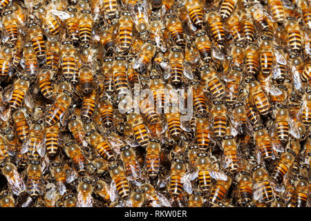 Closeup honey bees (Apis sp.) background on the beehive Stock Photo