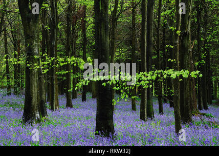 Bluebells in Delcombe Wood, Dorset, UK May Stock Photo