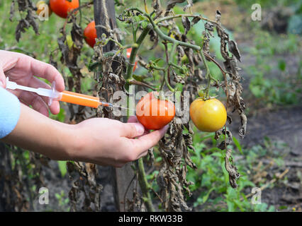 Scientist injecting chemicals into red tomato GMO. Concept for chemical GMO  gm food. Genetically modified food advantages and disadvantages. Stock Photo
