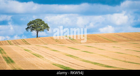 A lone tree on the skyline of a stubble field. Stock Photo