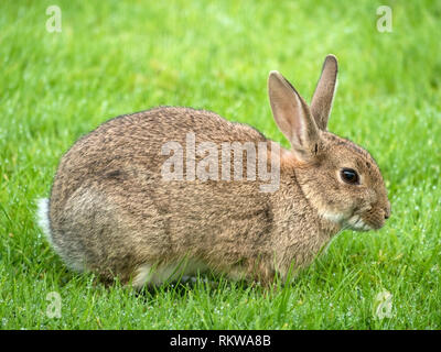 Closeup of one young wild European rabbit (Oryctolagus cuniculus) on short green grass lawn, Scotland, UK Stock Photo