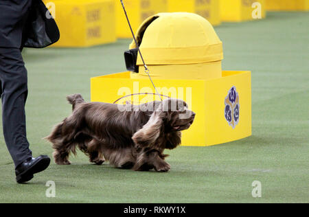 Bean westminster dog sales show