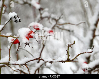 Rosehip berries covered with snow on the bush. Snowfall, cold weather, dog-rose in winter forest, medicinal fruits of briar Stock Photo
