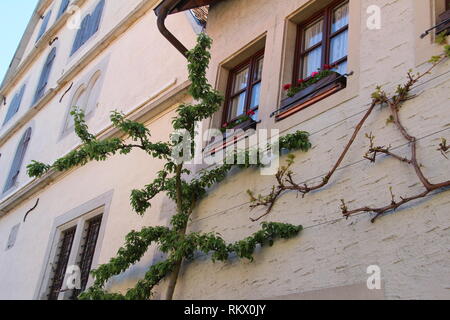 Apple on the wall / Apple trees grow parallel to the wall Stock Photo