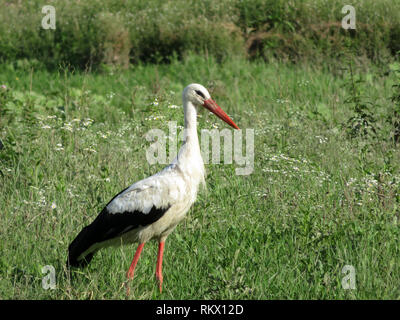 White stork walking in a green grass on a swamp. Stork (Ciconia ciconia) in the wild nature Stock Photo