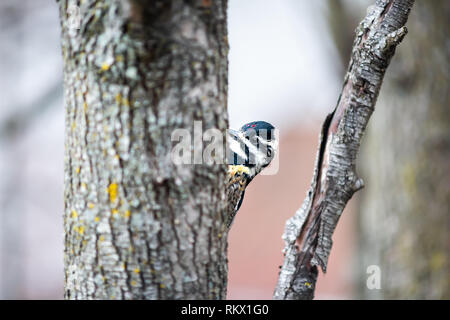 One red yellow-bellied sapsucker or juvenile hairy woodpecker bird perched on tree trunk closeup of face in Virginia winter with eyes Stock Photo