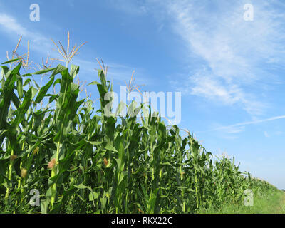 Green corn field and blue sky with white clouds. Corn stalks with young cobs Stock Photo