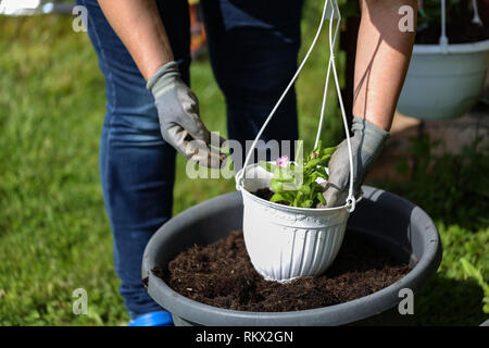 Planting flowers in the flower pots in spring Stock Photo