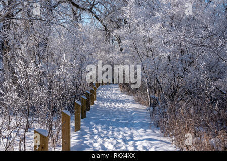 A snow covered walking trail in the woods in the Inglewood bird sanctuary in Calgary, Alberta, Canada Stock Photo