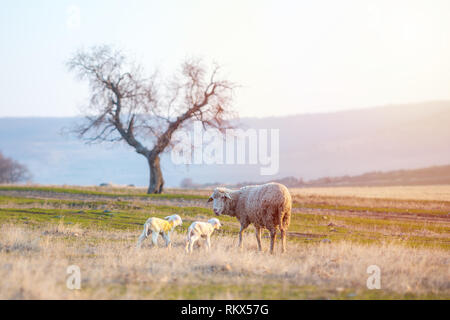 Newborn lambs with sheep grazing on a green meadow on a spring day Stock Photo