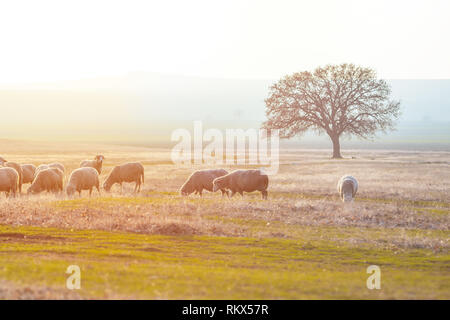 Sheep in a field on a sunny spring misty morning.  Group of sheep grazing Stock Photo