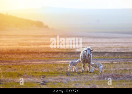 Two newborn lambs with mother sheep grazing on a arid meadow on spring sunny day with place for text Stock Photo