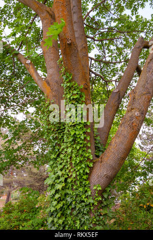 Green leafy vines growing up a trunk of a tree Stock Photo