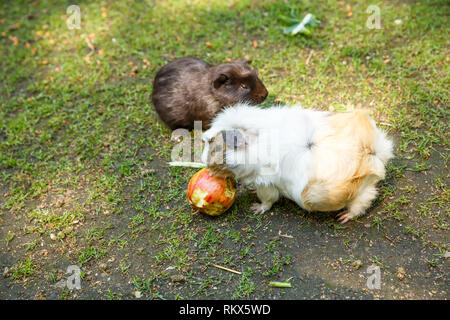 Guinea pigs eating an apple in the garden. Stock Photo