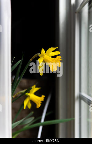 Two yellow daffodil flowers silhouette indoors inside home house by window looking outside to sunlight in spring Stock Photo
