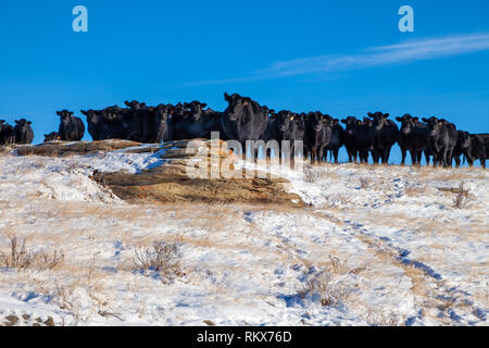 A heard of free range cattle on a ranch in southern Alberta, Canada Stock Photo