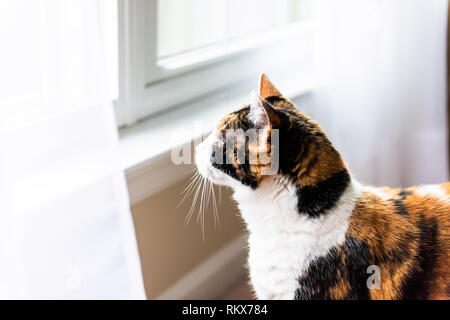 Closeup of one calico cat by windowsill standing looking up watching between curtains blinds outside through open window and wind profile side portrai Stock Photo