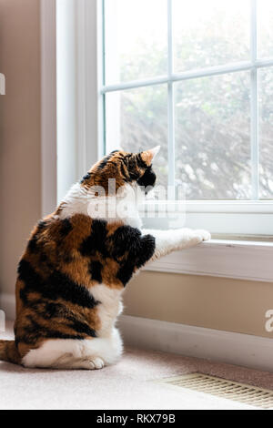 Funny calico cat sitting looking through window outside waiting on carpet floor left behind abandoned touching leaning on windowsill sill with paw Stock Photo