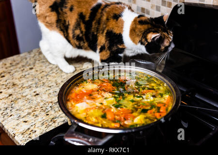 Large big pot of homemade vegetable soup and cat walking on granite counter top in kitchen in stainless steel container on gas stove cooking Stock Photo