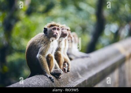 Group of cute monkeys sitting on wall against forest. Dambulla, Sri Lanka. Stock Photo