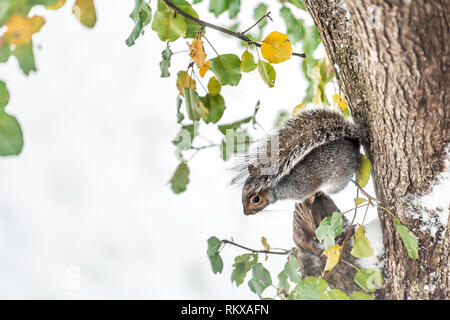 Closeup portrait of one gray squirrel in cold snowy weather snow sitting on tree trunk branch and green foliage leaves spring or autumn season Stock Photo
