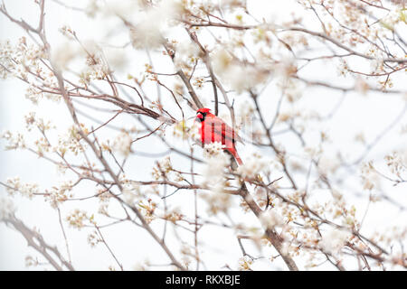 One red northern cardinal, Cardinalis, bird sitting perched on cherry blossom flower tree branch in Virginia spring springtime season colorful vibrant Stock Photo