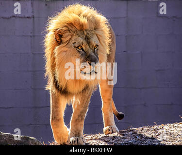 African Lion - Zoo Atlanta