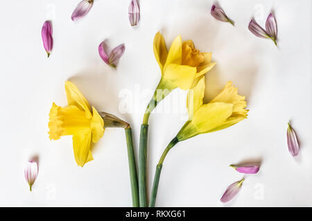 Flat lay image of three daffodils flowers on a white background with pink petals surrounding them Stock Photo