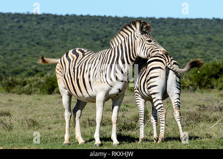Color outdoor nature wildlife animal portrait of a pair of two cute zebras leaning on each other in South Africa,sunny day with natural green back Stock Photo