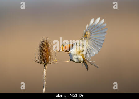 Close up of amazing, isolated, wild UK robin (Erithacus rubecula) hovering in midair, trying to land on wild teasel. Bird wing feather detail. Stock Photo